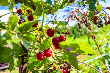 tasty berries hang on the branches
