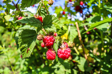 tasty berries hang on the branches