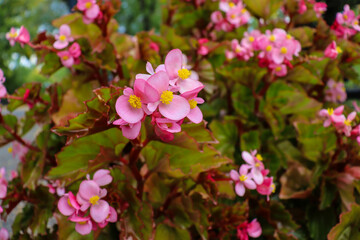 beautiful flowers bloom in the garden