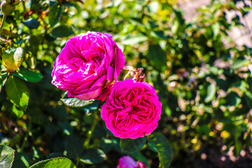 Roses are blooming in the garden