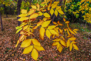autumn leaves in the park