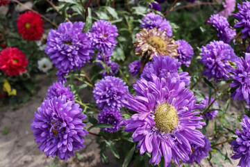beautiful flowers bloom in the garden