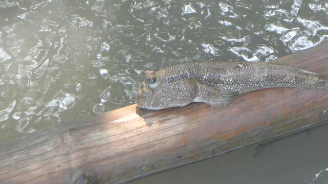 Climbing fish in mangrove forests in Thailand