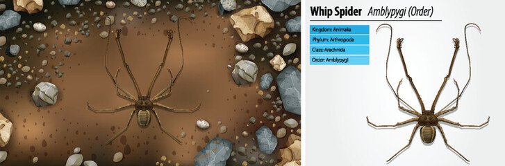 Whip Spider in Natural Habitat