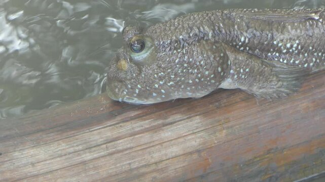 Climbing fish in mangrove forests in Thailand