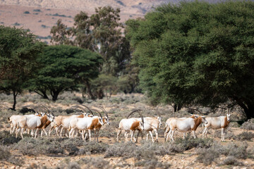Scimitar-horned Oryx, Oryx dammah, Bou-Hedma National Park, Tunisia.
