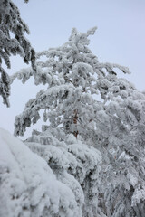 Winter. Winter landscapes