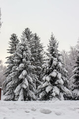 Winter. Winter landscapes