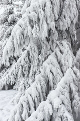 Winter. Winter landscapes. Trees in snow