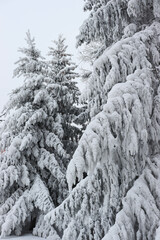 Winter. Winter landscapes