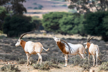 Scimitar-horned Oryx, Oryx dammah, Bou-Hedma National Park, Tunisia.