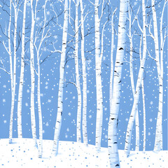 Aspen Trees With Snowfall During Winter 