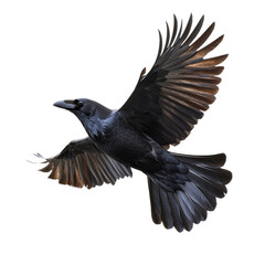 Naklejka premium Majestic raven in flight over open space