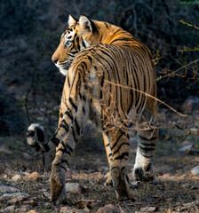 Solitary tiger walks through its natural habitat as dusk descends, showcasing its striking striped...