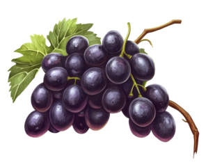 Bunch of ripe black grapes hanging from a vine