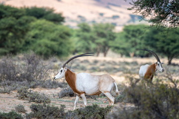 Scimitar-horned Oryx, Oryx dammah, Bou-Hedma National Park, Tunisia.