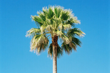 Obraz premium Palm tree against clear blue sky, serene tropical scene.