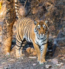 Stunning portrait of a tiger walking through the forest, showcasing its powerful presence