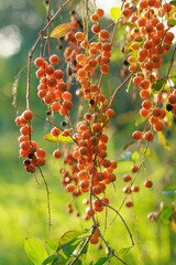 Duranta erecta (golden dewdrop), showcasing its bright orange berries hanging in clusters. Backlit by sunlight, the translucent leaves and vibrant fruits create a warm, glowing effect.