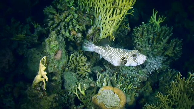 Unique photo: Broadbarred Toadfish (Arothron hispidus) deflates - gets rid of previously swallowed water.