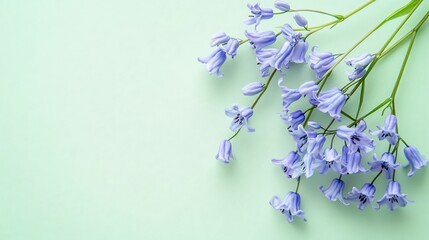 Delicate Blue Bluebells Blooming on Soft Green Background in Studio Lighting