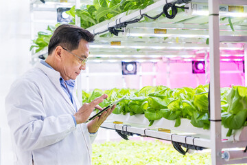 An Asian scientist man inspects hydroponics vibrant lettuce plants under ultraviolet pink grow lights in a modern indoor garden using a tablet. Science for food sustainable concept and business.