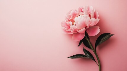 Lush Pink Peony Blossom on Pastel Pink Background