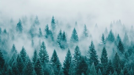 Obraz premium Misty forest landscape with evergreen trees.