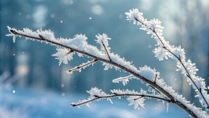 Frost-covered branch sparkling in winter sunlight