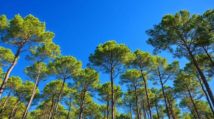Obraz premium Tall Pine Trees Reaching For A Vivid Blue Sky