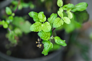 Ocimum sanctum, Holy basil or Sacred basil or Labeataceae