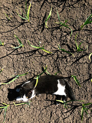 Black and white cat resting in natural garden setting
