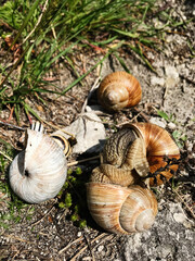 Garden snails in their natural habitat on a sunny day