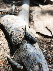 Close-up of a beetle on a tree branch in the forest