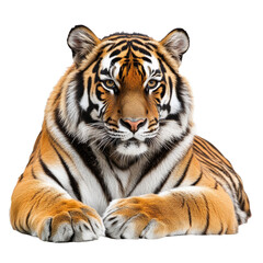 Fototapeta premium Majestic tiger resting with striking gaze