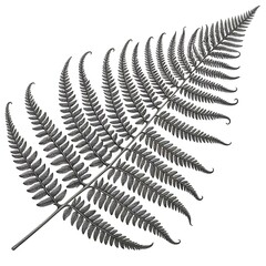 Obraz premium Detailed grayscale illustration of a fern frond, showcasing its intricate structure and delicate leaflets.