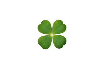 Obraz premium Clover leaf isolated, transparent background