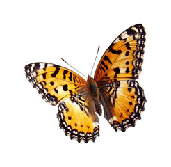 Colorful butterfly perched with open wings