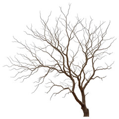 Fototapeta premium Dry tree branches. png isolated background. transparent background.
