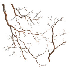 Fototapeta premium Dry tree branches. png isolated background. transparent background.