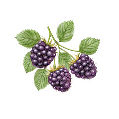 Simple watercolor blackberries isolated on a white background. PNG