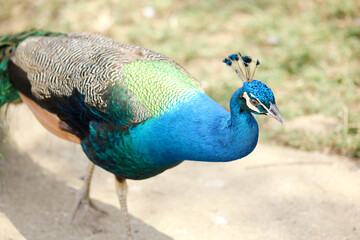 Beautiful Peacock Walking on Ground Against Nature Background