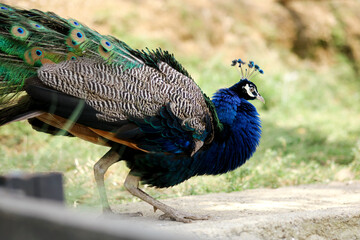 Obraz premium Blue Peacock Walking on Ground Against Nature Background