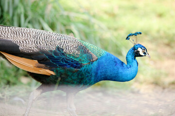 Fototapeta premium Blue Peacock Walking on Ground Against Nature Background