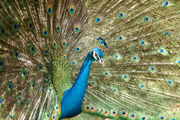 Obraz premium Beautiful Peacock Feathers Pan 