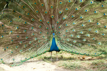 Beautiful Peacock Feathers Pan
