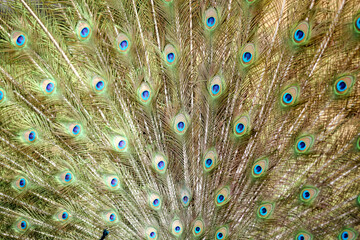 Beautiful Peacock Feathers Pan

