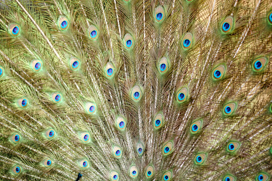 Beautiful Peacock Feathers Pan

