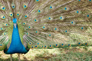 Obraz premium Beautiful Peacock Feathers Pan 