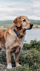 Obraz premium Dog is standing in a field by a body of water